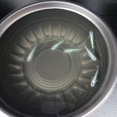 10/27めだか販売の画像