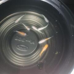 10/27めだか販売の画像