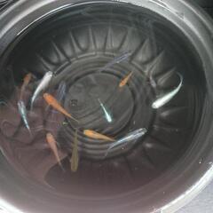 10/27めだか販売の画像