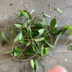 取引き中
サクラランうるま市ですの画像