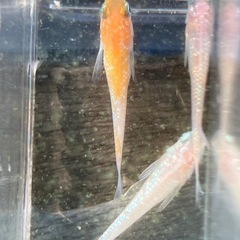 🌸華つばさ3匹セット🌸