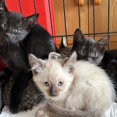 ◆その他必読❣️生後1ヶ月半の可愛い子猫の兄妹🐱