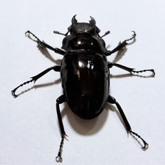 【成虫ペア 即ブリ可】インターメディアツヤクワガタの画像