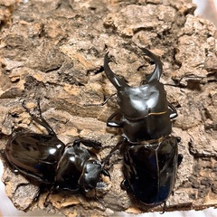 【成虫ペア 即ブリ可】インターメディアツヤクワガタ