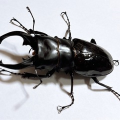 【成虫ペア 即ブリ可】インターメディアツヤクワガタの画像