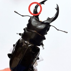 【成虫ペア 即ブリ可】インターメディアツヤクワガタの画像