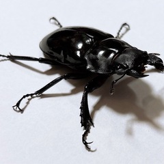 【成虫ペア 即ブリ可】インターメディアツヤクワガタの画像