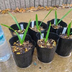希少　オニサバルヤシ　6鉢セットの画像