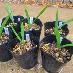 希少　オニサバルヤシ　6鉢セットの画像