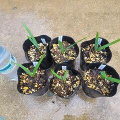 希少　オニサバルヤシ　6鉢セットの画像