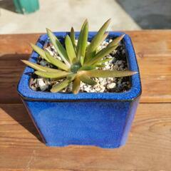 多肉植物 ツメレンゲ 鉢植え
