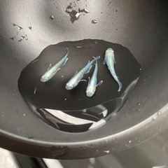 みゆきメダカ
