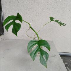 ヒメモンステラ 発根済（抜き苗）