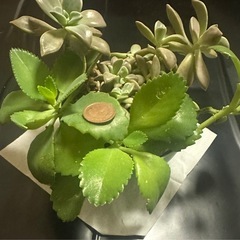 多肉植物　寄せ植え 2種　苗
⑥ 
