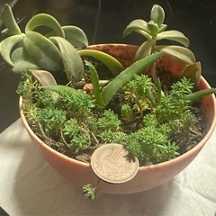 多肉植物　寄せ植え 3種　苗
⑦