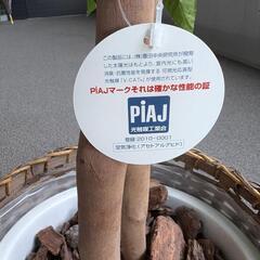 光触媒 パキラ 観葉植物の画像