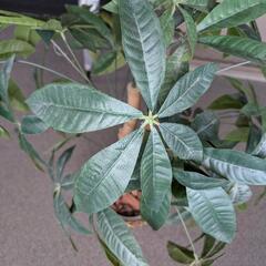 光触媒 パキラ 観葉植物の画像
