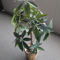 光触媒 パキラ 観葉植物