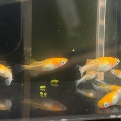 （取引中）凛華紅白　2ペア＋3匹　メダカ