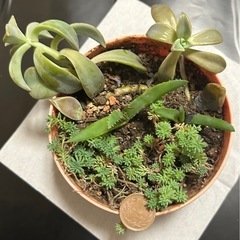 多肉植物　寄せ植え 3種　苗
⑦の画像