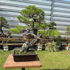 黒松　盆栽
