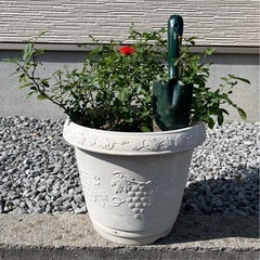 ミニ薔薇🌹赤