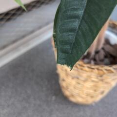 光触媒 パキラ 観葉植物の画像
