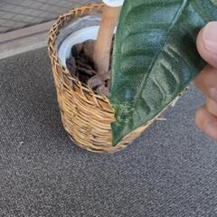 光触媒 パキラ 観葉植物の画像