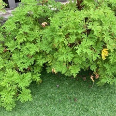 差し上げます　ハーブゼラニウム特大　蚊嫌草　蚊除草　蚊酔草