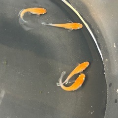 メダカ　デーン
モルフォの画像