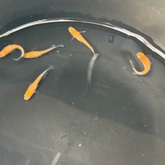 メダカ　デーン
モルフォの画像