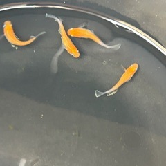 メダカ　デーン
モルフォの画像