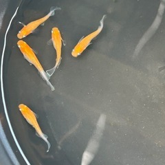 メダカ　デーン
モルフォ