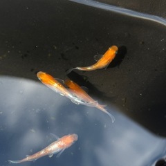 メダカ　紅白ラメ
の画像