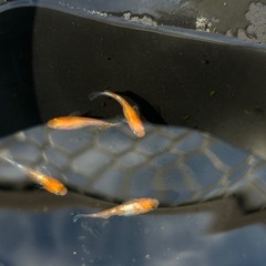 メダカ　紅白ラメ
の画像