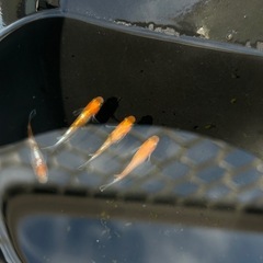 メダカ　紅白ラメ
の画像