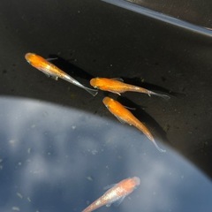 メダカ　紅白ラメ
