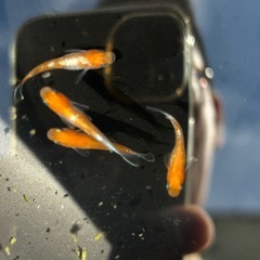 メダカ　紅白ラメ
の画像