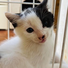 とても慣れている黒白子猫 - 猫
