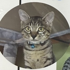 可愛いすぎるキジトラくん