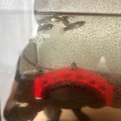 熱帯魚　グッピー
