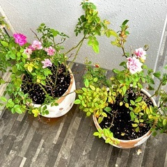 （受け渡し予定者決定済）ミニバラ（2鉢）