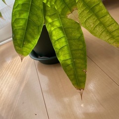 パキラの画像