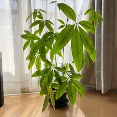パキラ