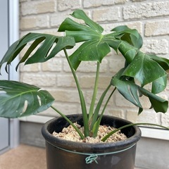 観葉植物 モンステラ 三河銀菊鉢付き　高さ約65cmの画像