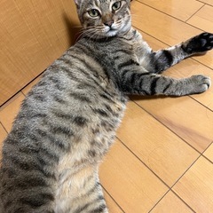 とても可愛い女の子です。