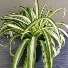 🌿オリヅルラン🌿観葉植物🌿プラ鉢🌿