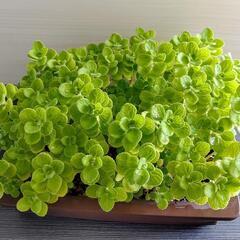 🌿アロマティカス・aromaticus🌿観葉植物🌿■陶器鉢🌿