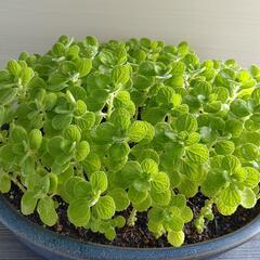 🌿アロマティカス・aromaticus🌿観葉植物🌿大型陶器鉢🌿