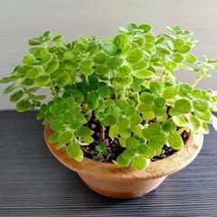 🌿アロマティカス・aromaticus🌿テラコッタ陶器鉢🌿